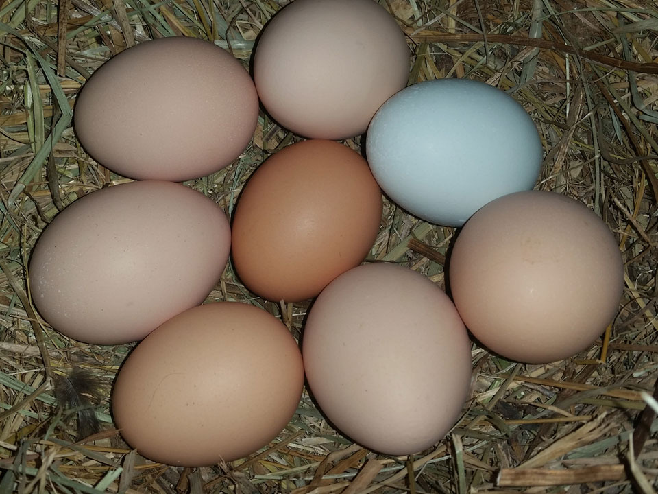 Different breeds of chickens lay eggs of different colors.