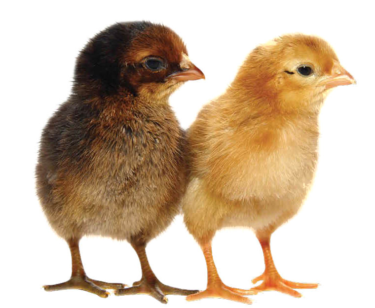Baby chicks for sale - North Fulton Feed & Seed