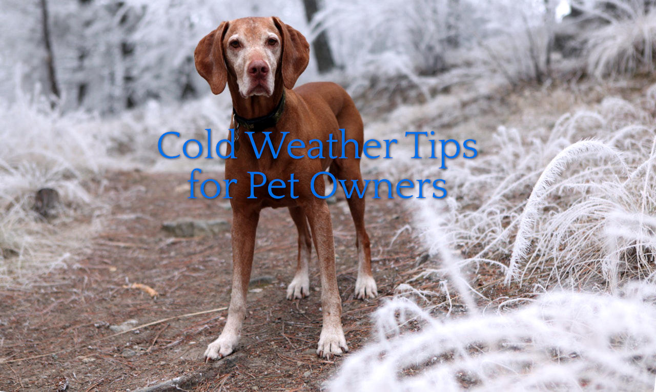 Cold Weather Tips for Pet Owners - North Fulton Feed & Seed
