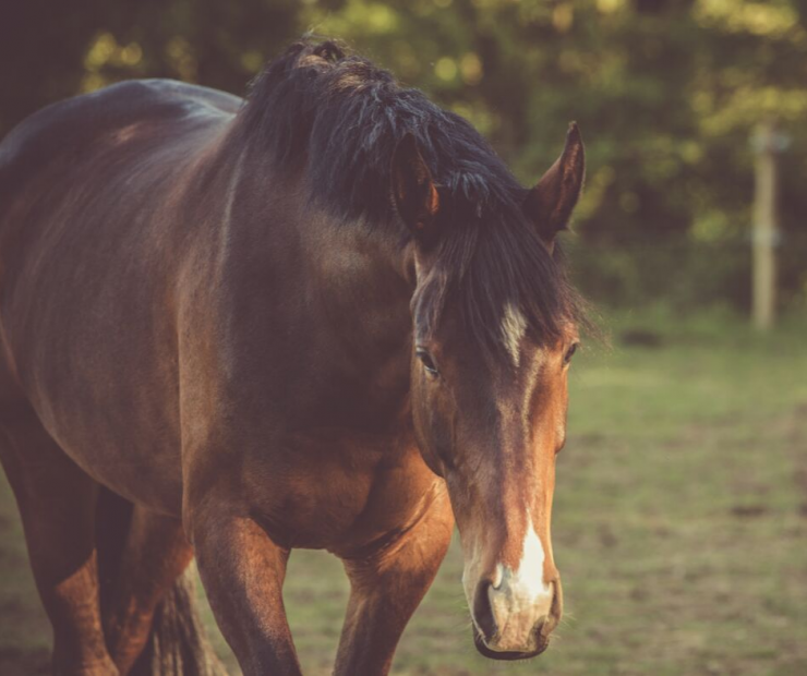 Dental Health for Senior Horses