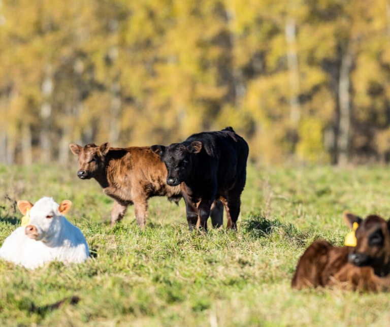 Tips for Weaning Calves North Fulton Feed & Seed