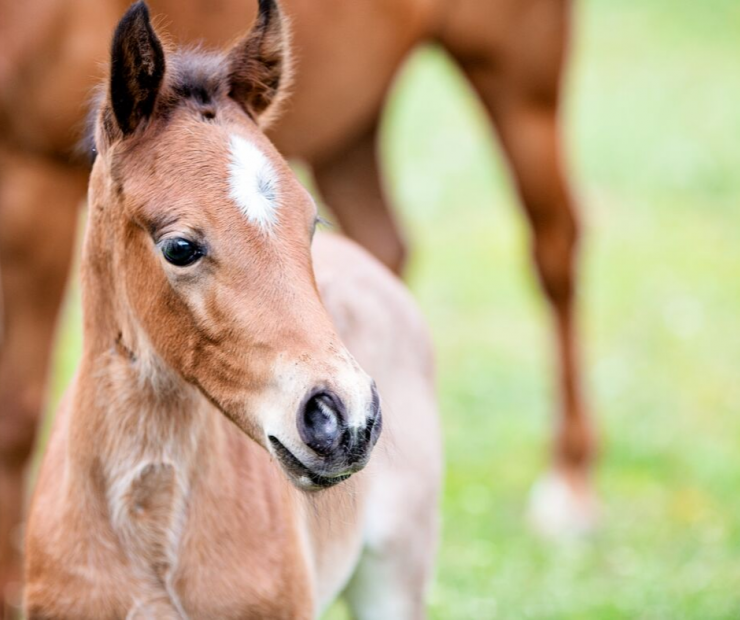 Feeding Your Foal