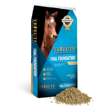 Foal Foundation