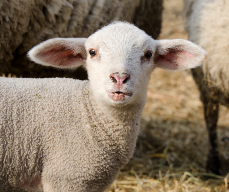 Transitioning Nursing Lambs