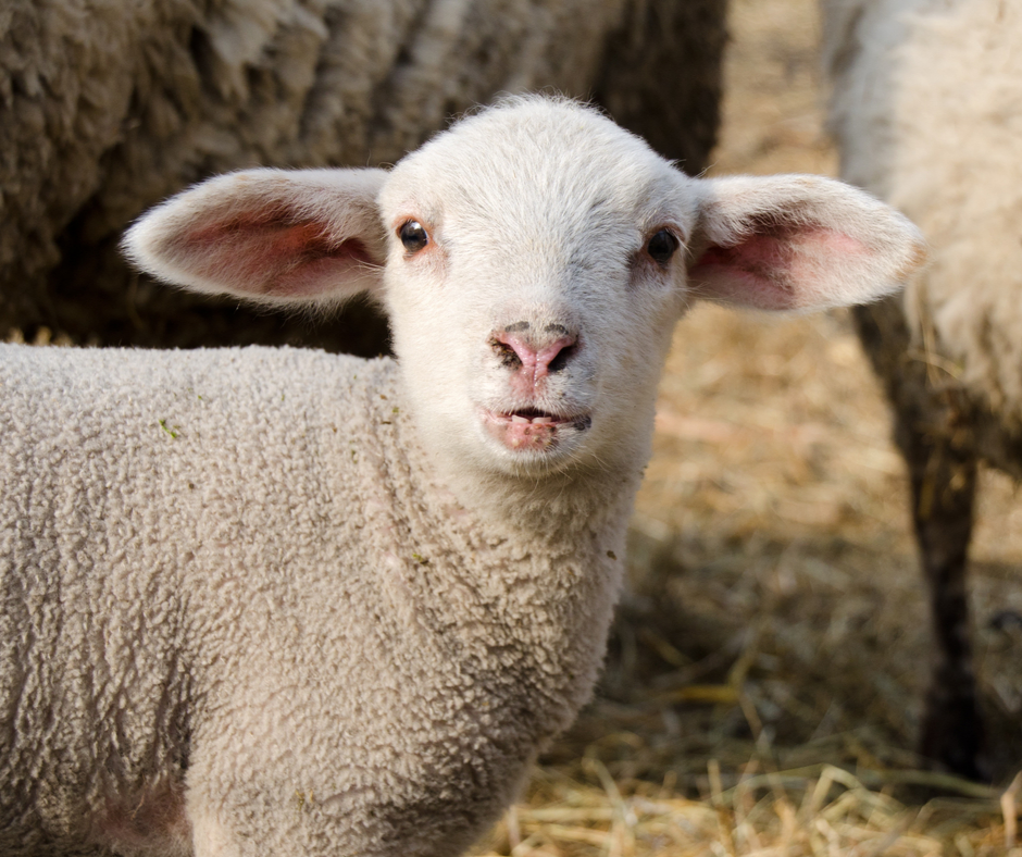 Transitioning Nursing Lambs - North Fulton Feed & Seed
