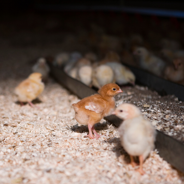 spring 2021 chick days cherokee feed & seed