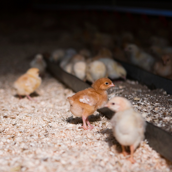 Space for your Backyard Flock 