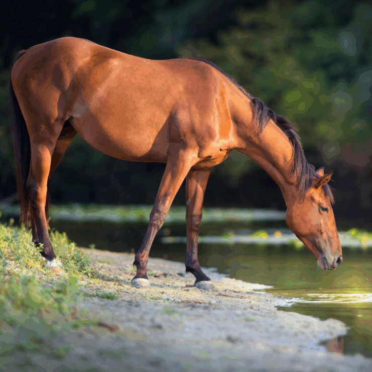 A horse drinking water from a river