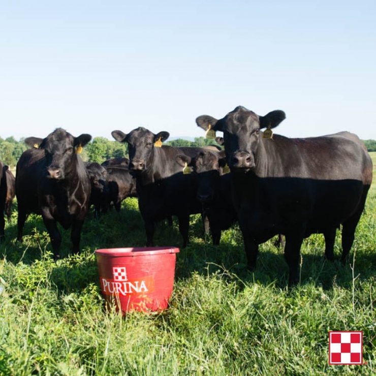 cattle with tub eating cattle minerals