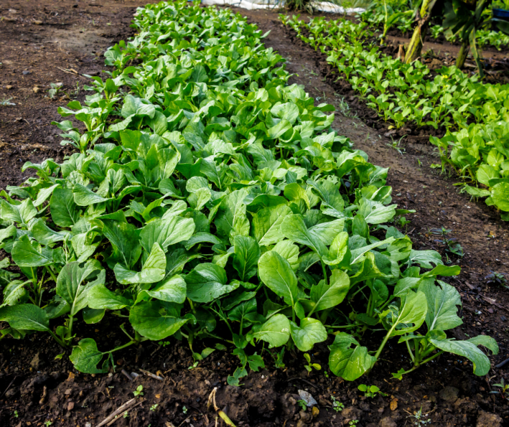 how to lay out a vegetable garden
