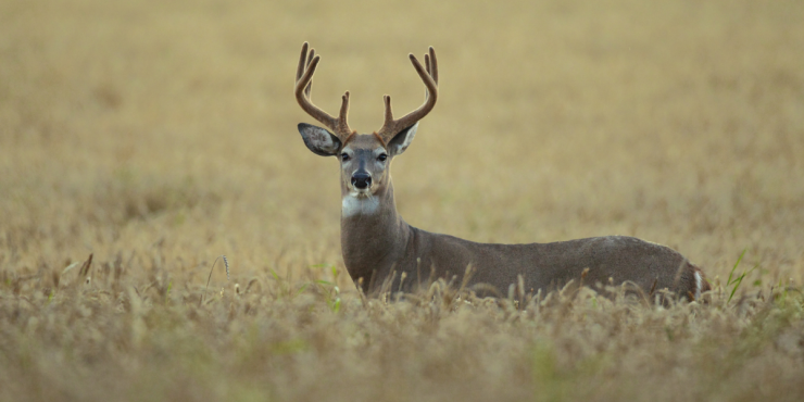 Deer in a field