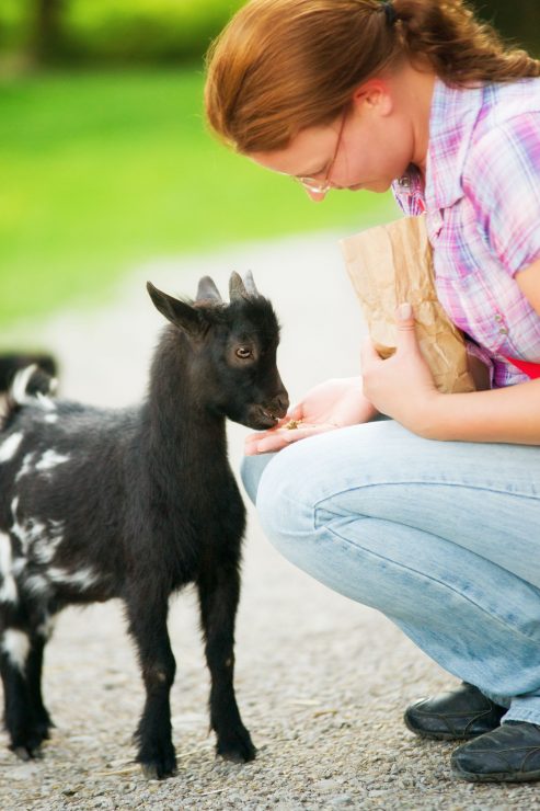 A girl is feeding a baby goat, Getting Your Kid off to a Healthy Start
