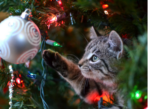 Holiday Safety Tips For Pets