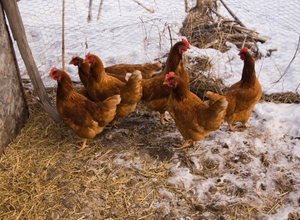 Group of red chickens in winter.