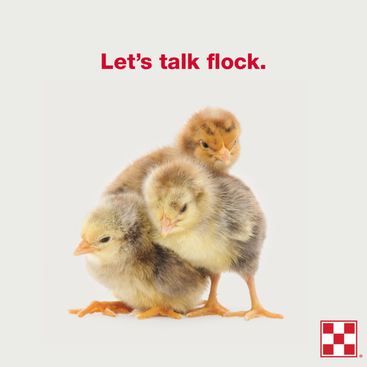 Spring Flock Talk