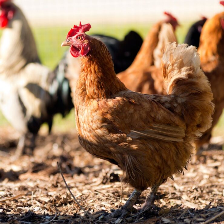 Chickens in Summer