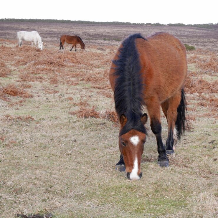Your Guide to Stockpiling Forage for Winter: photo depicts horses in a field