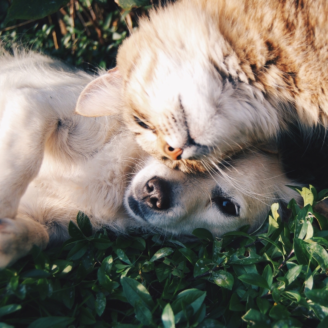 Dog and Cat cuddling in grass.