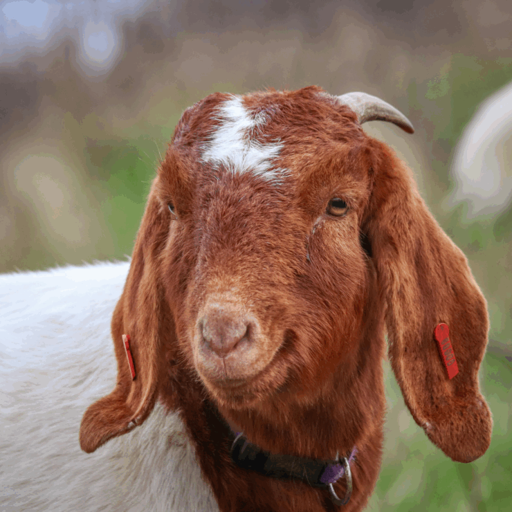 happy looking goat
