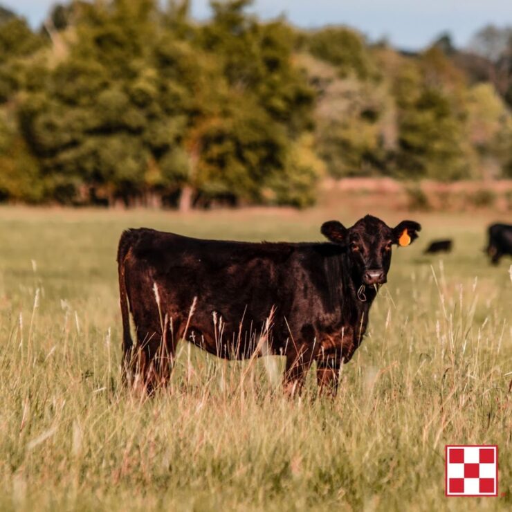 black cow in field with Purina logo