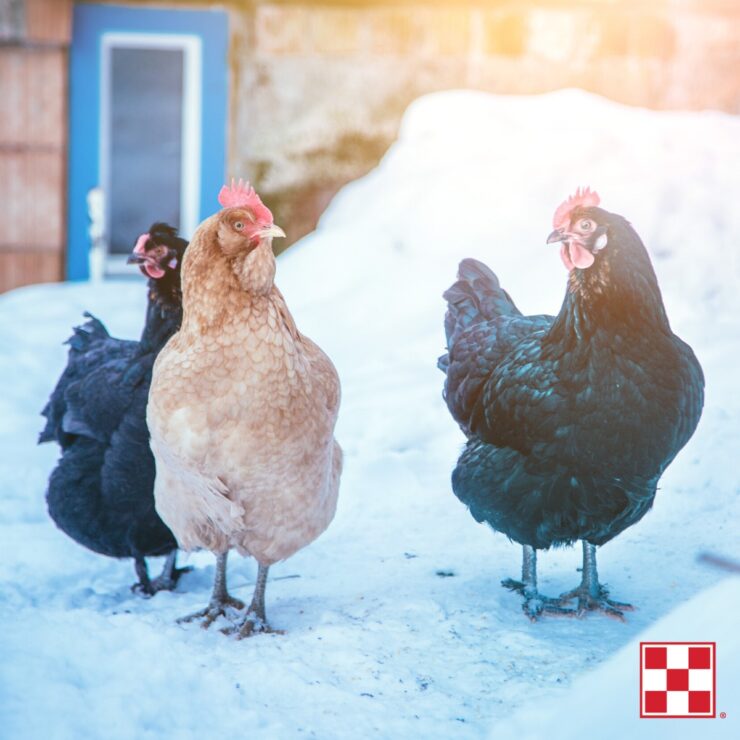 Chickens in snow during winter with Purina logo