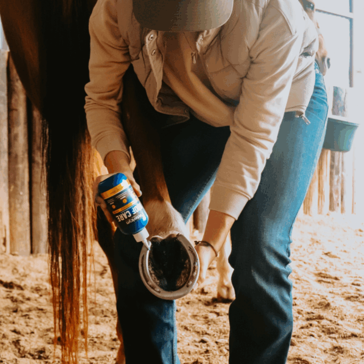 Hoof on horse close up