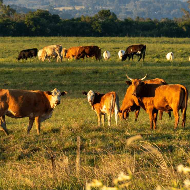 Cattle grazing in a spring pasture