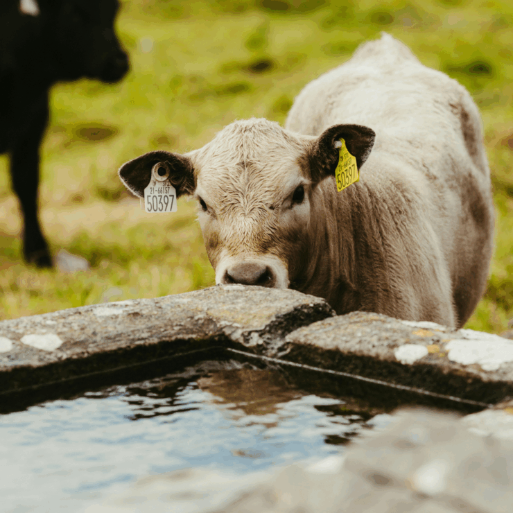 Cow drinking from water trough to keep cool in summer.