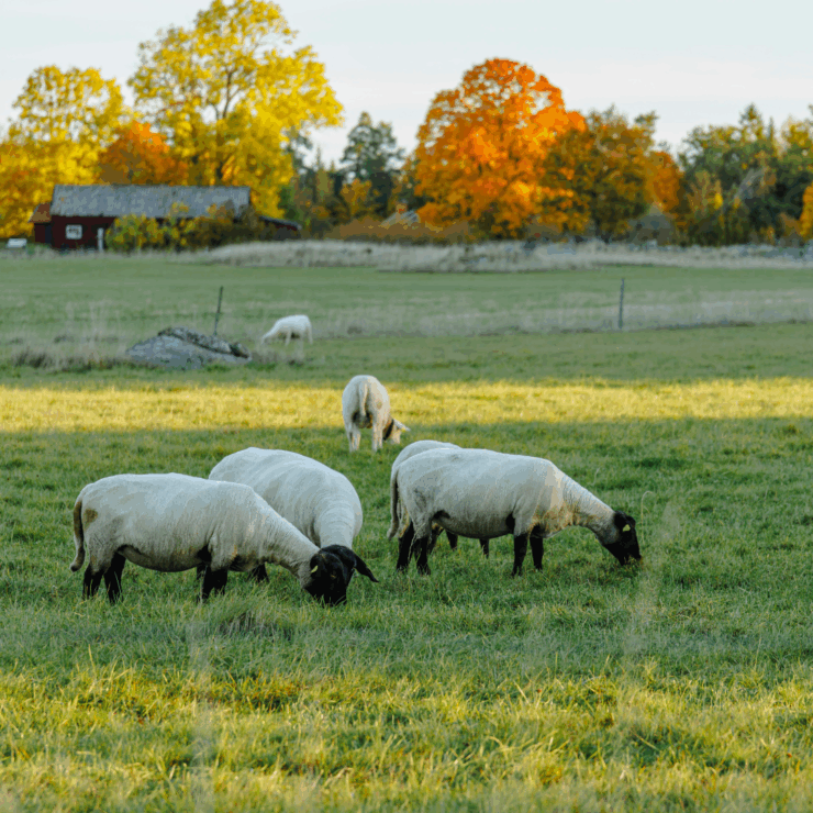 goats grazing in fall pasture, beautiful autumn colored trees in background