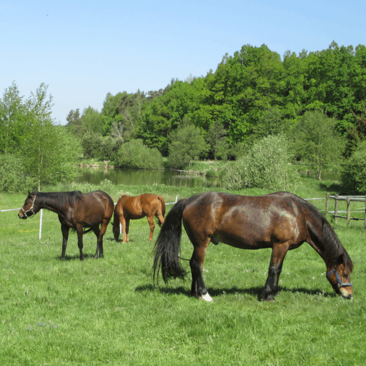 Horses grazing in pasture with lush foliage behind them