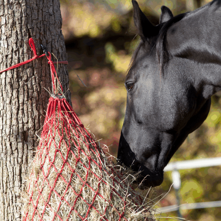 horse eating from a haynet