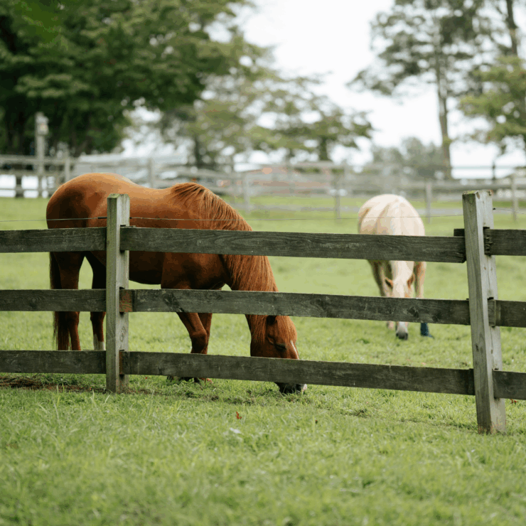 horses grazing in fenced in pasture