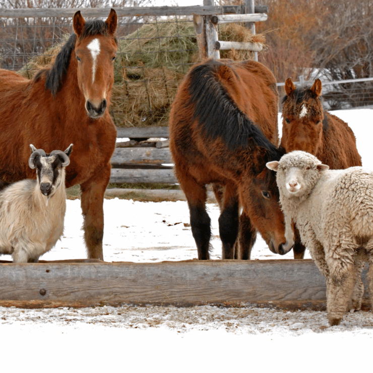 Livestock in winter featuring horses, lambs and goat standing in frosty snow covered ground