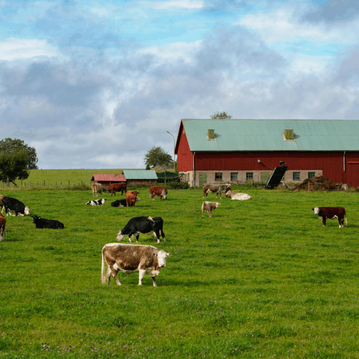 Cattle grazing on spring pasture