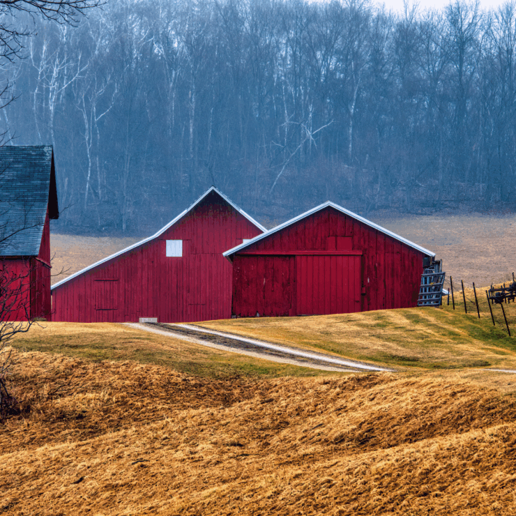 Barn with frost winter trees in background and yellowed grass