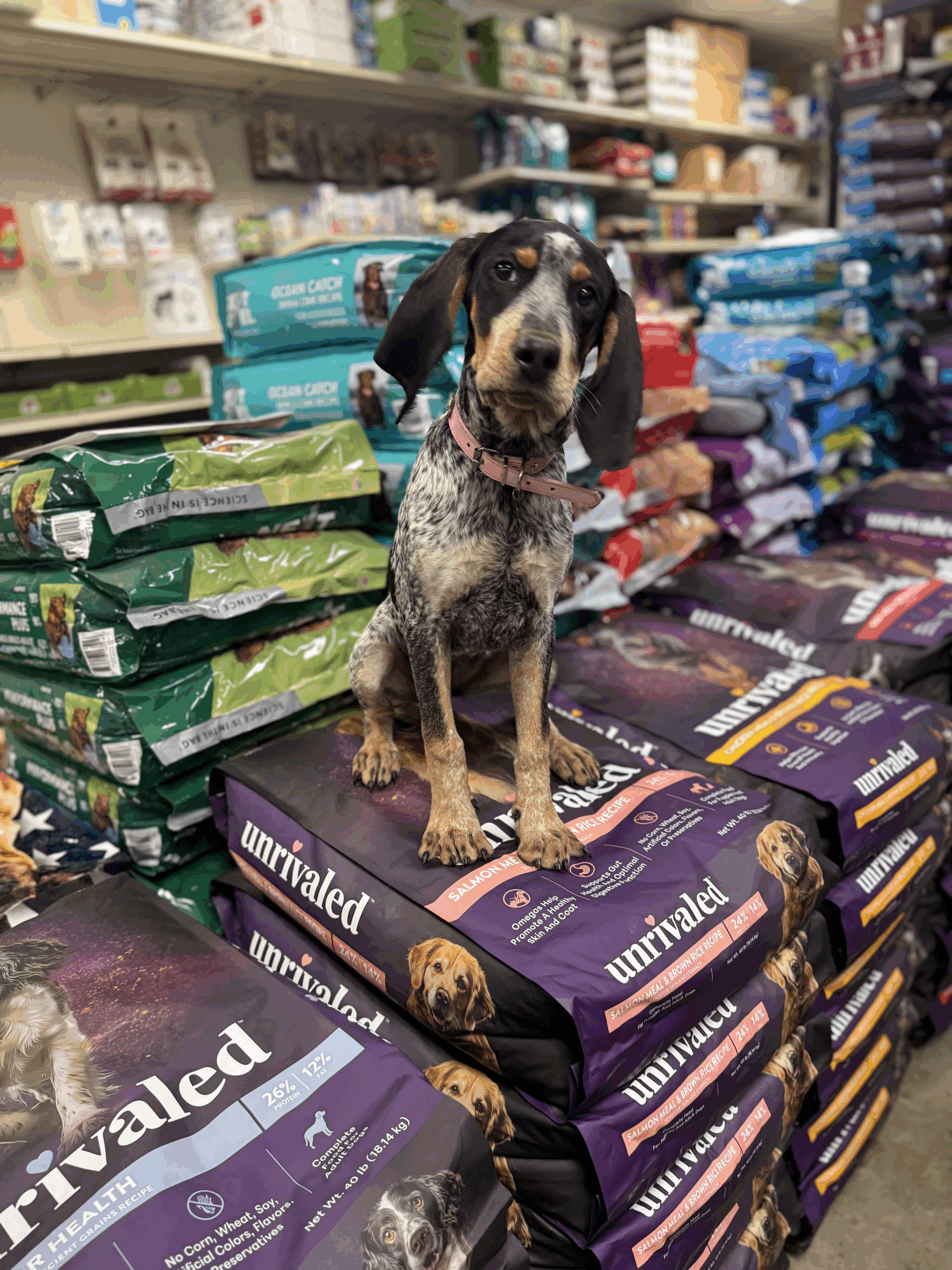 Treat Your Dog to Unrivaled Pet Premium Food - photo of dog sitting on bags of unrivaled dog food