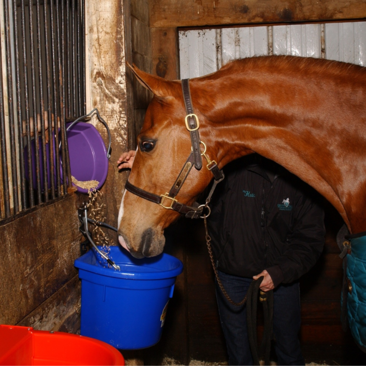 Made in the U.S.A. Featured Brands: Horse eating from Miller bucket