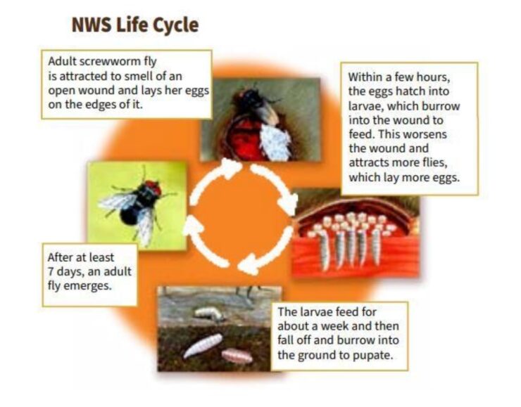 illustration of screwworm lifecycle